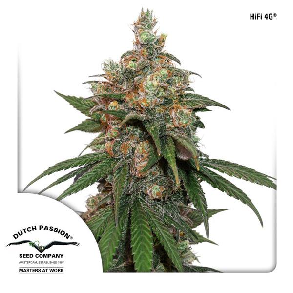 Buy Dutch Passion HiFi 4G Cannabis Seeds UK