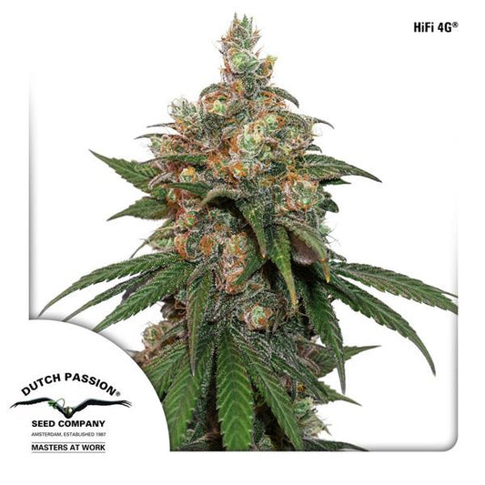 Buy Dutch Passion HiFi 4G Cannabis Seeds UK