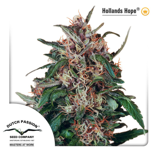 Buy Dutch Passion Hollands Hope Cannabis Seeds UK