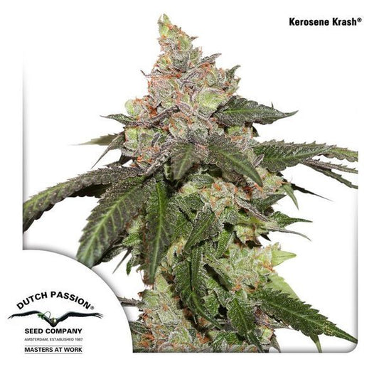 Buy Dutch Passion Kerosene Krash Cannabis Seeds UK