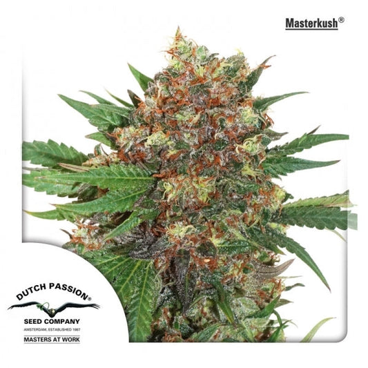 Buy Dutch Passion Master Kush Cannabis Seeds UK