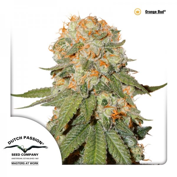 Buy Dutch Passion Orange Bud Special Cannabis Seeds UK