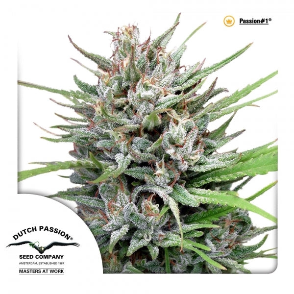 Buy Dutch Passion Passion #1 Cannabis Seeds UK