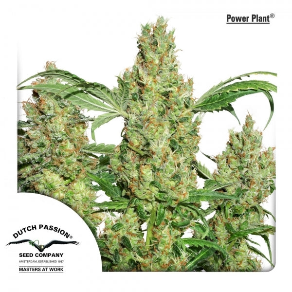 Buy Dutch Passion Power Plant Cannabis Seeds UK