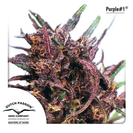Buy Dutch Passion Purple #1 Cannabis Seeds UK