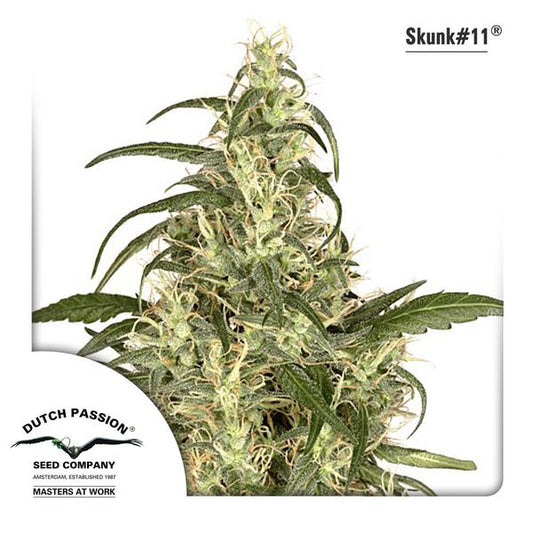 Buy Dutch Passion Skunk #11 Cannabis Seeds UK