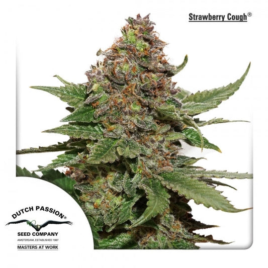 Buy Dutch Passion Strawberry Cough Cannabis Seeds UK