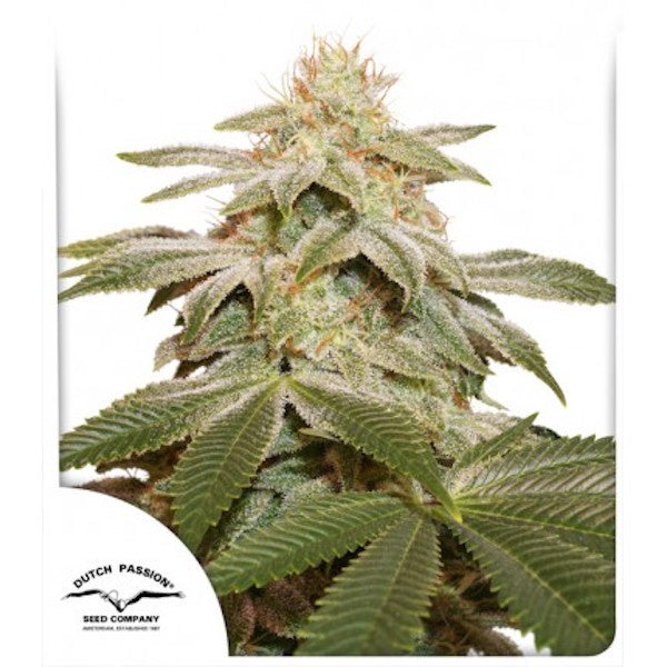 Buy Dutch Passion Sugar Bomb Punch Cannabis Seeds UK