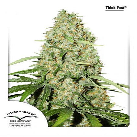 Buy Dutch Passion Think Fast Cannabis Seeds UK