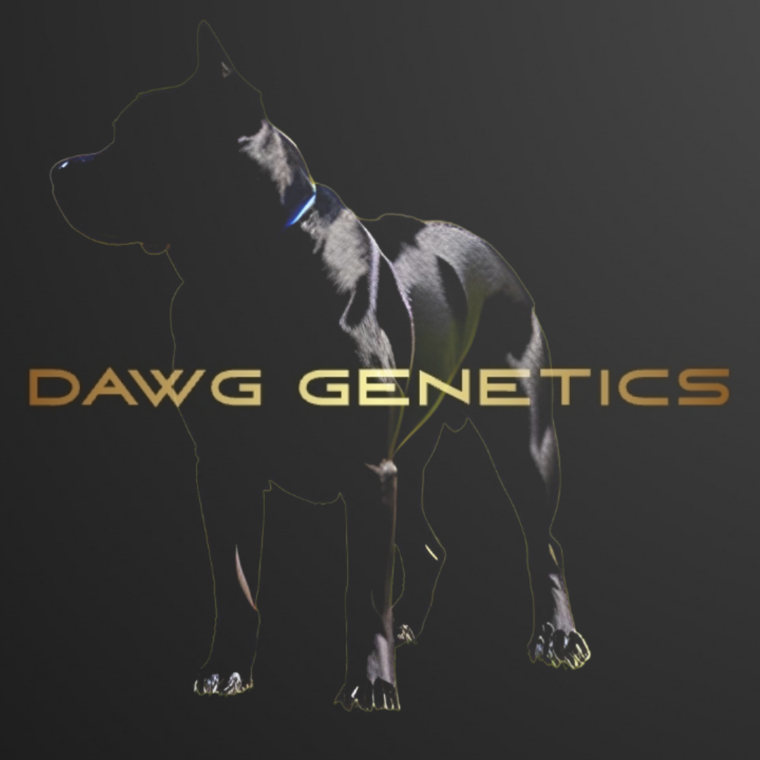 Buy Sherdawg Cannabis Seeds UK - Dawg Genetics