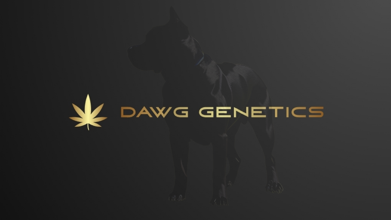 Buy Stardawg Cannabis Seeds UK - Dawg Genetics
