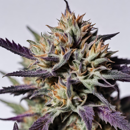 Buy Zkitdawg Cannabis Seeds UK - Dawg Genetics