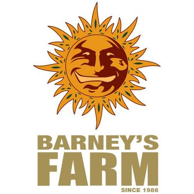 Buy Barneys Farm Blue Gelato 41 Pack of 10