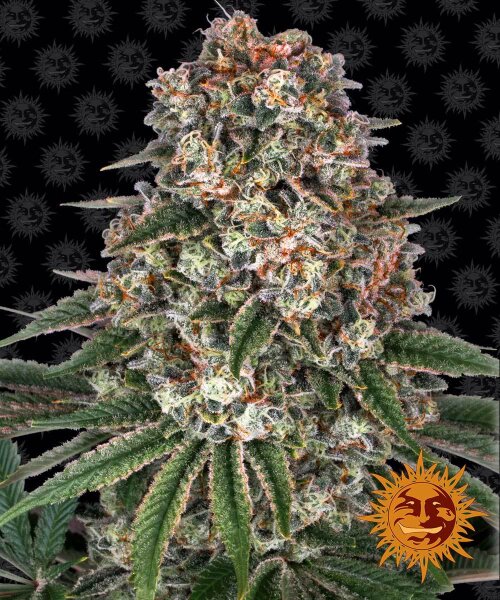 Buy Barneys Farm Tropicana Cherry Cannabis Seeds UK