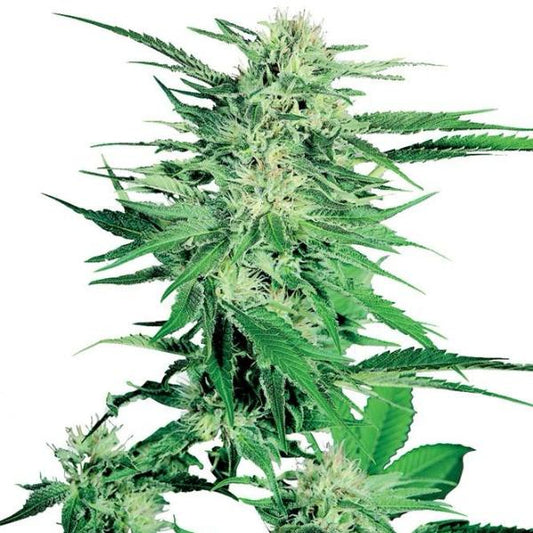 Buy Sensi Seeds Big Bud Cannabis Seeds UK