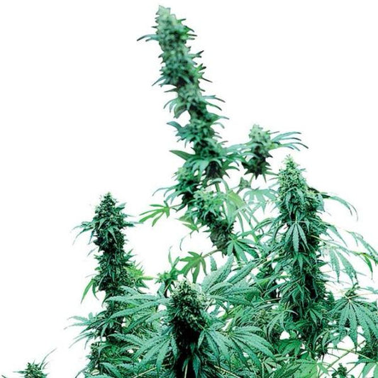 Buy Sensi Seeds Early Skunk Cannabis Seeds UK