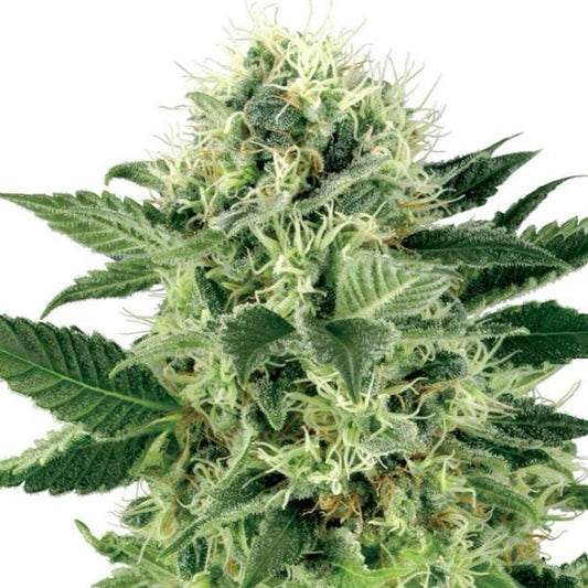 Buy Sensi Seeds Northern Lights Cannabis Seeds UK