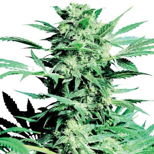 Buy Sensi Seeds Shiva Skunk Cannabis Seeds UK