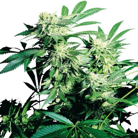 Buy Sensi Seeds Skunk Kush Cannabis Seeds UK