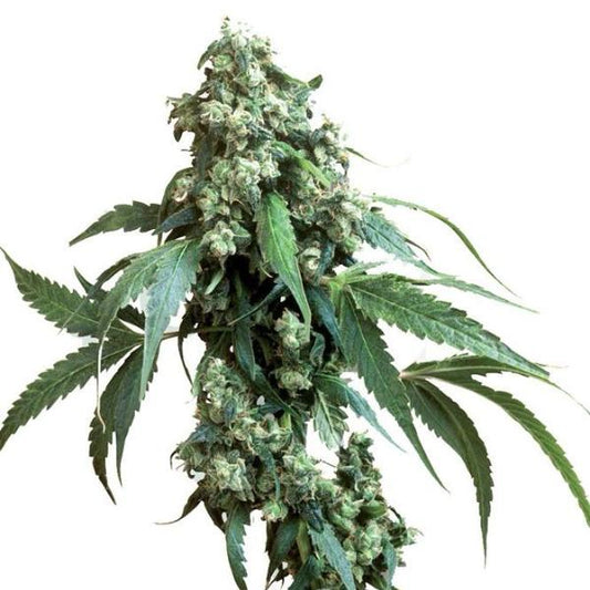 Buy Sensi Seeds Jack Flash #5 Cannabis Seeds UK