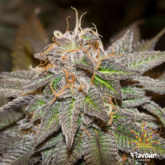 Buy Flavour Chasers Seeds Sherblato Cannabis Seeds UK
