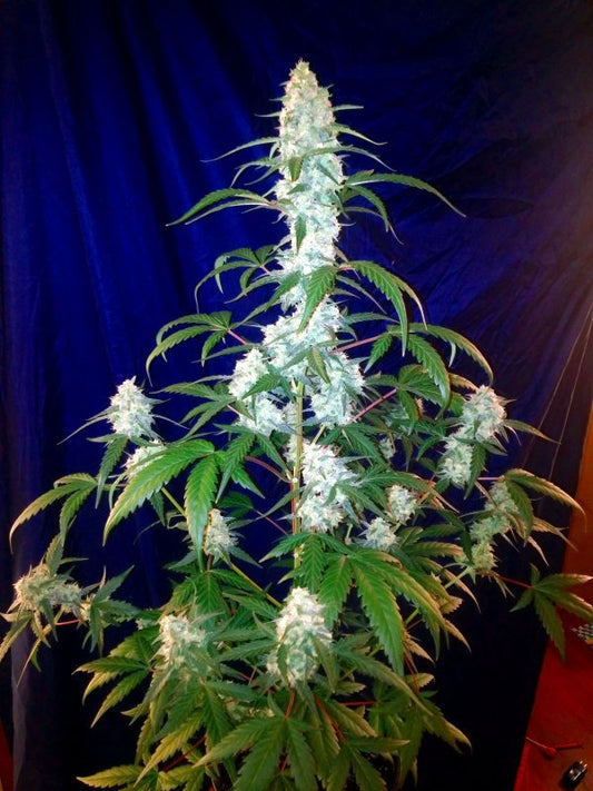 Buy Fast Buds West Coast OG Auto Cannabis Seeds in Manchester
