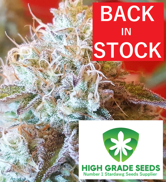 Buy Strawberry Stardawg Cannabis Seeds UK