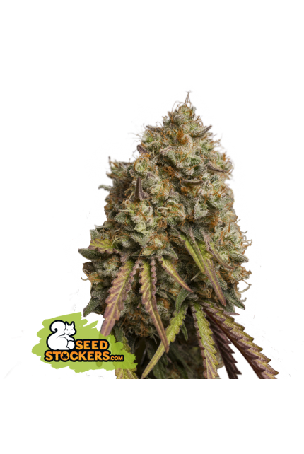 Buy Seedstockers Gorilla Cookies Cannabis Seeds UK