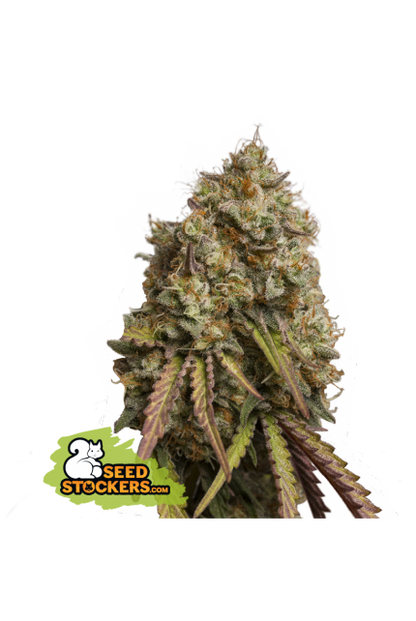 Buy Seedstockers Gorilla Cookies Cannabis Seeds UK