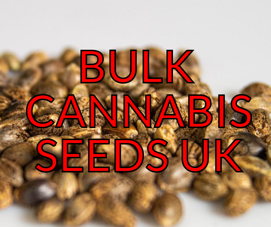 Buy Cherry Pie Bulk Cannabis Seeds UK