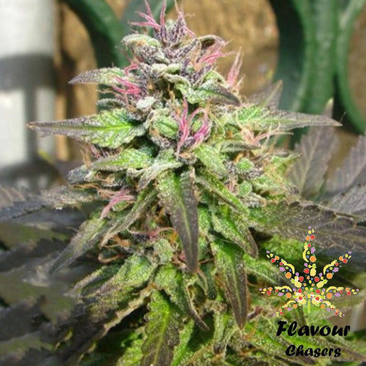 Buy Flavour Chasers Pink Runtz Cannabis Seeds UK