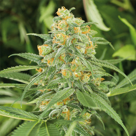 Buy Humboldt Seeds Green Crack 2.0 Feminised Cannabis Seeds UK