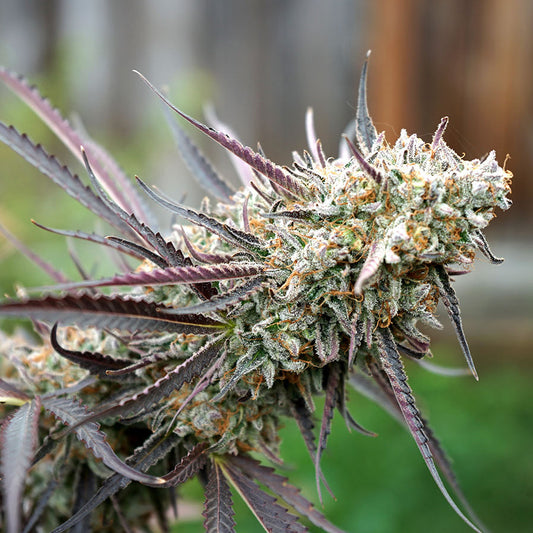 Buy Humboldt Seeds Ice Cream Cake Fast Flowering Feminised Cannabis Seeds UK