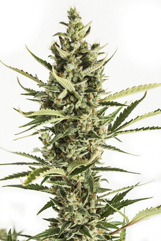 Buy Dinafem Amnesia XXL Autoflower Cannabis Seeds Pack of 10 Manchester