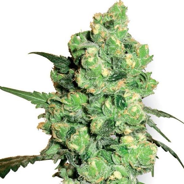 Buy Sensi Seeds Super Skunk Cannabis Seeds UK