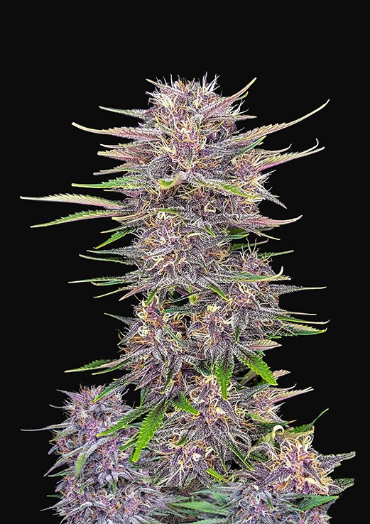 Buy Fast Buds Banana Purple Punch Cannabis Seeds in Manchester