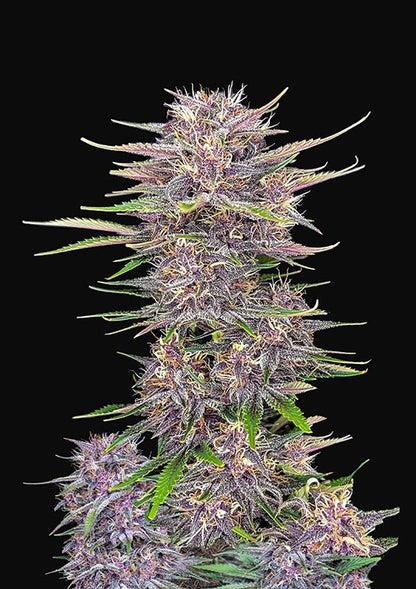 Buy Fast Buds Banana Purple Punch Cannabis Seeds in Manchester