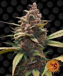 Buy Barneys Farm Ayahuasca Purple Cannabis Seeds Pack of 5 in Manchester