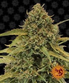Buy Barneys Farm Bad Azz Kush Cannabis Seeds Pack of 5 in Manchester