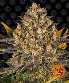 Barneys Farm Banana Punch Cannabis Seeds Pack of 10 UK