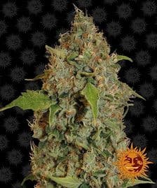 Barneys Farm Chronic Thunder Cannabis Seeds Pack of 5 Manchester
