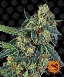 Buy Barneys Farm Cookies Kush Cannabis Seeds Pack of 5 in Manchester