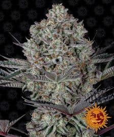 Buy Barneys Farm Dos Si Dos 33 Cannabis Seeds Pack of 5 in Manchester