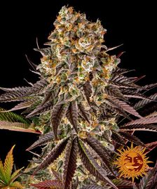 Buy Barneys Farm Gelato 45 Cannabis Seeds Pack of 10 in Manchester