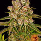 Buy Barneys Farm Kush Mintz Cannabis Seeds Pack of 5 in Manchester