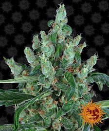 Buy Barneys Farm Laughing Buddha Cannabis Seeds Pack of 5 in Manchester