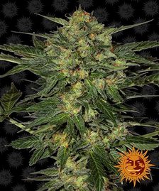 Buy Barneys Farm LSD Cannabis Seeds Pack of 5 in Manchester