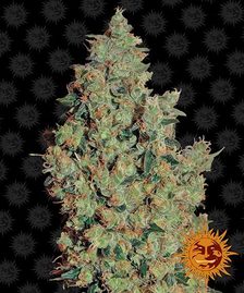 Buy Barneys Farm Tangerine Dream Cannabis Seeds Pack of 5 in Manchester