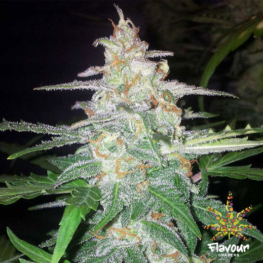 Buy Flavour Chasers Seeds Forbidden Glue Cannabis Seeds UK