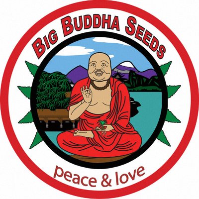 Buy Big Buddha Blue Cheese Cannabis Seeds UK